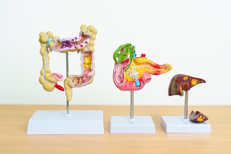 human Digestive system anatomy model, Pancreas, Gallbladder, Bile Duct, Liver and Colon Large Intestine. Disease, healthcare and Health concept